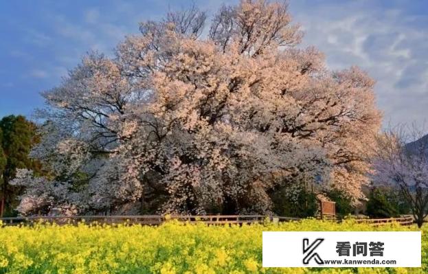 如果去日本旅游，日本的哪个景点是你最喜爱去的