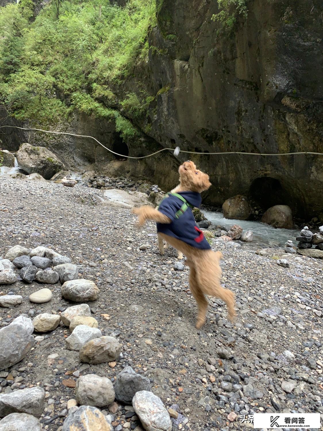 我家在养狗，可马上就要去旅游，不知道狗狗在家怎么办，帮帮忙