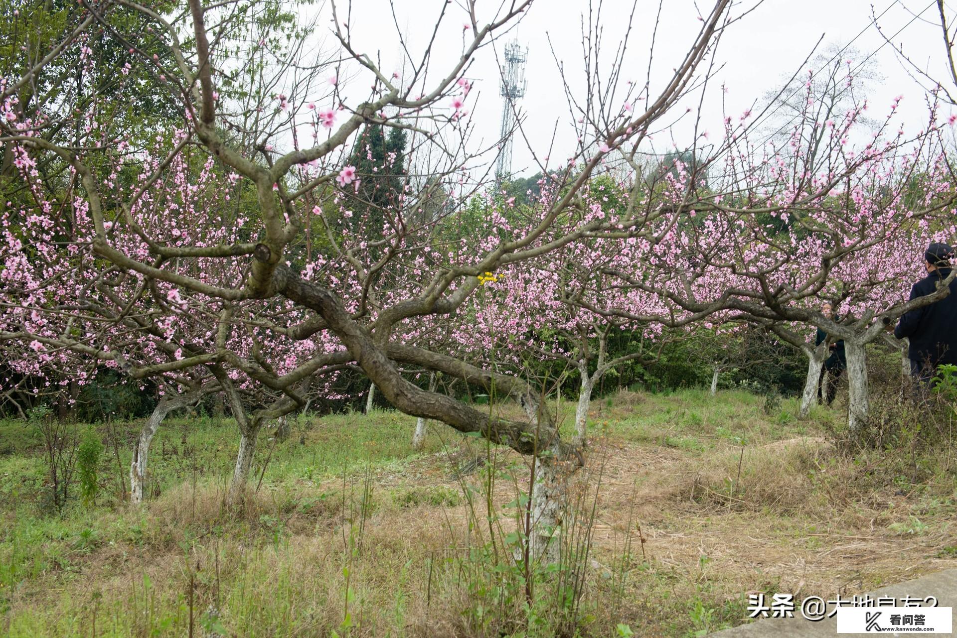 春天到了，你们最想去哪里旅游