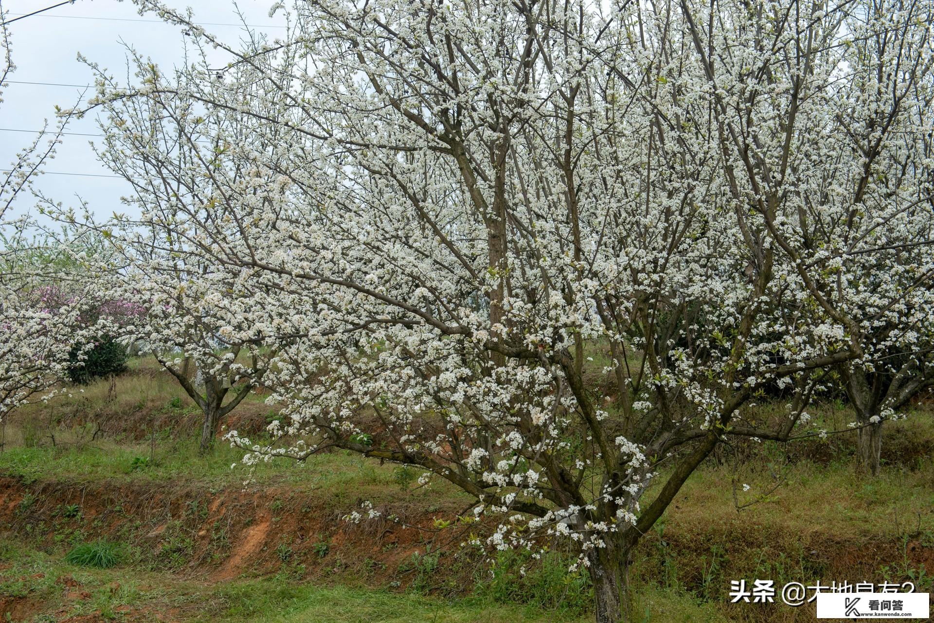 春天到了，你们最想去哪里旅游