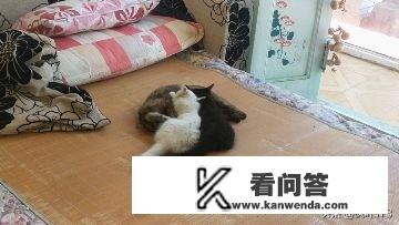 你们见过一只猫，睡的有多销魂吗