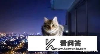 有哪些写猫的诗句