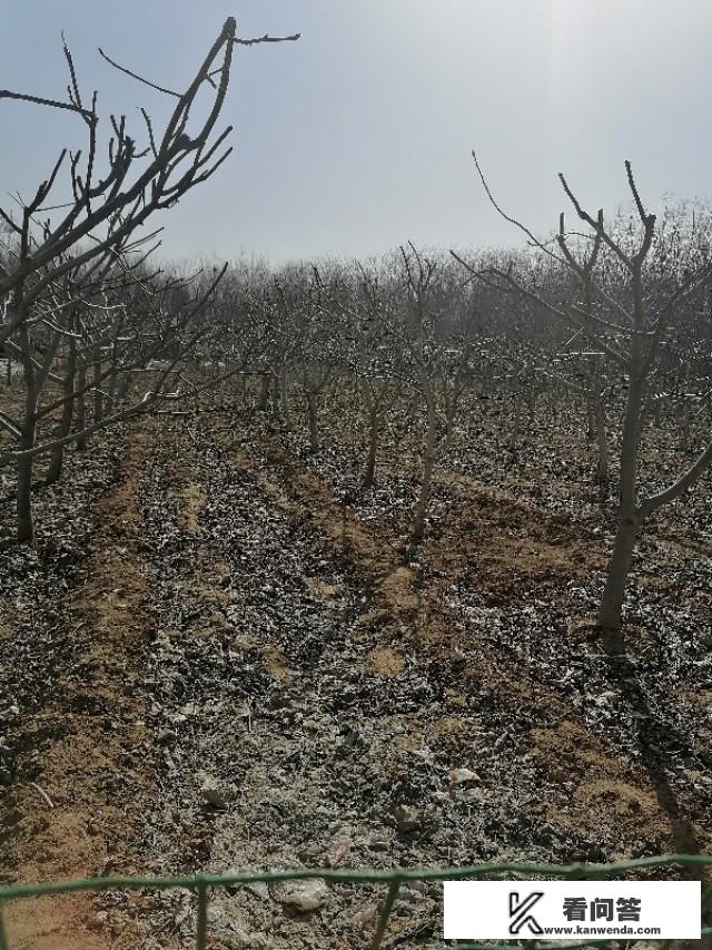 土地流转真正能使粮食产量上升吗