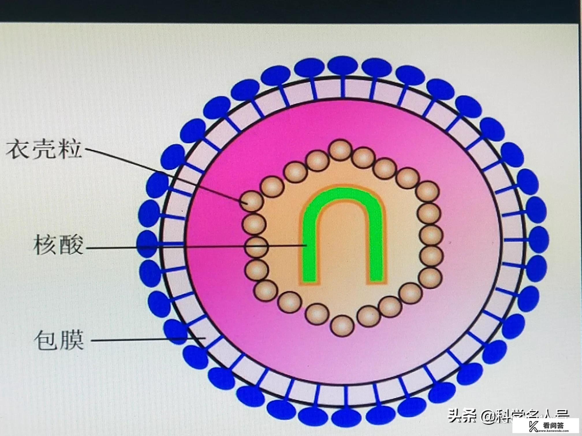 如何看待科学家称冠状病毒为姊妹病毒