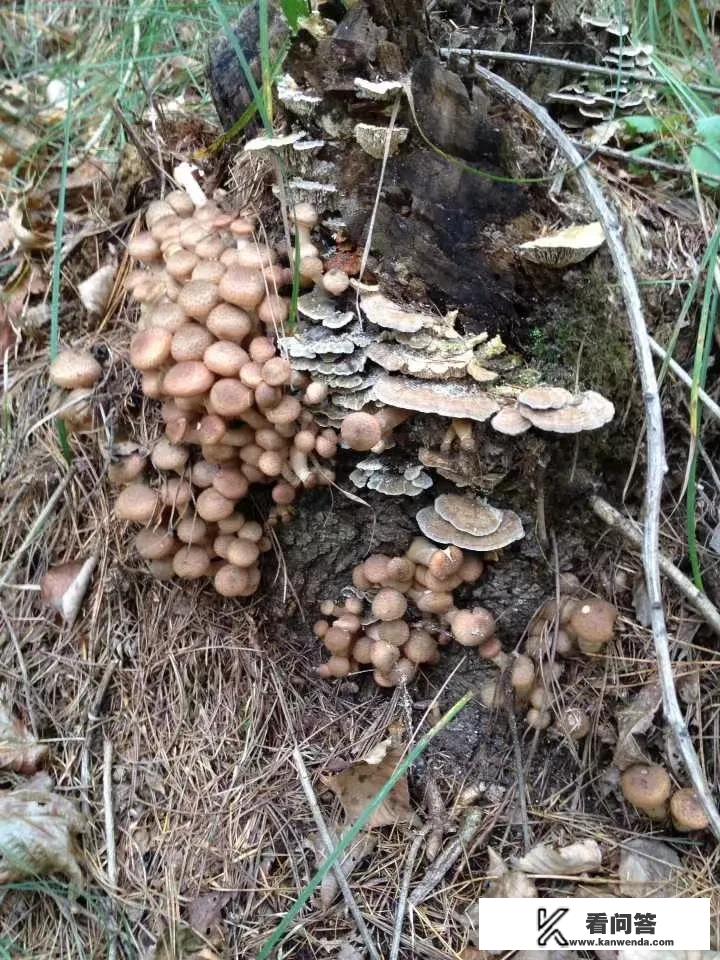 东北的野生蘑菇都有哪些，可以吃的，求配图？爱吃蘑菇小说免费阅读