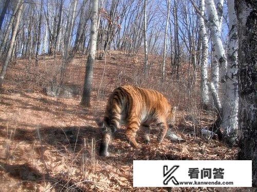 长白山有哪些猛兽？如果独自一人在长白山遭遇猛兽应该怎么办？有野生动物的旅游