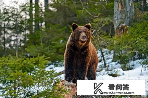 长白山有哪些猛兽？如果独自一人在长白山遭遇猛兽应该怎么办？有野生动物的旅游