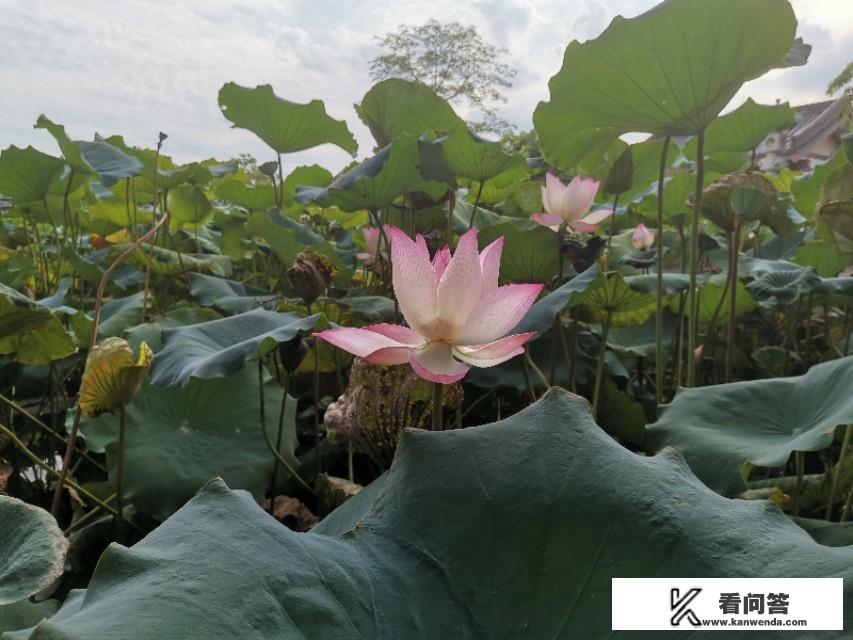 西安有哪些比较坑的旅游景点？如何避坑？西安旅游到处都是坑