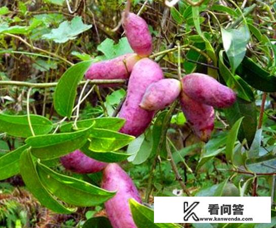 八月瓜北方能种植吗,怎么样？八月去哪里旅游北方