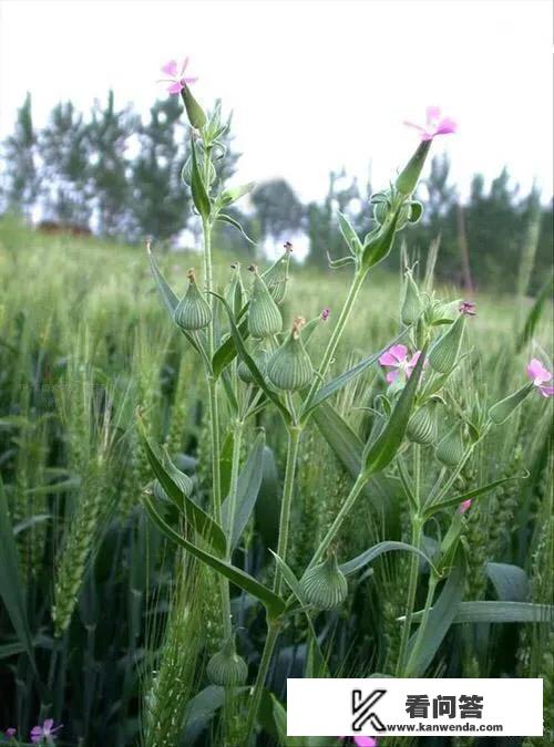 一些农村常见的面条菜有什么用