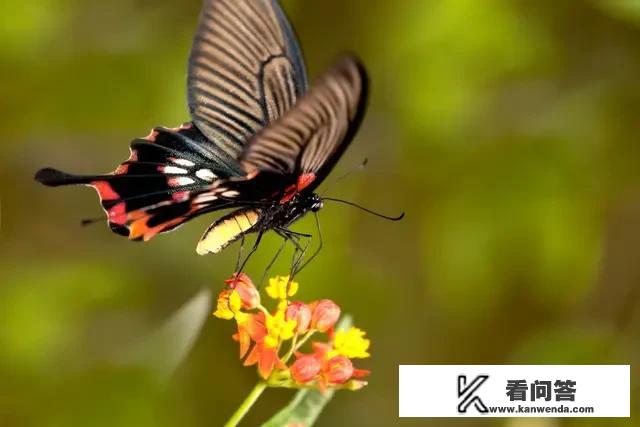 花非花雾非雾主要讲什么