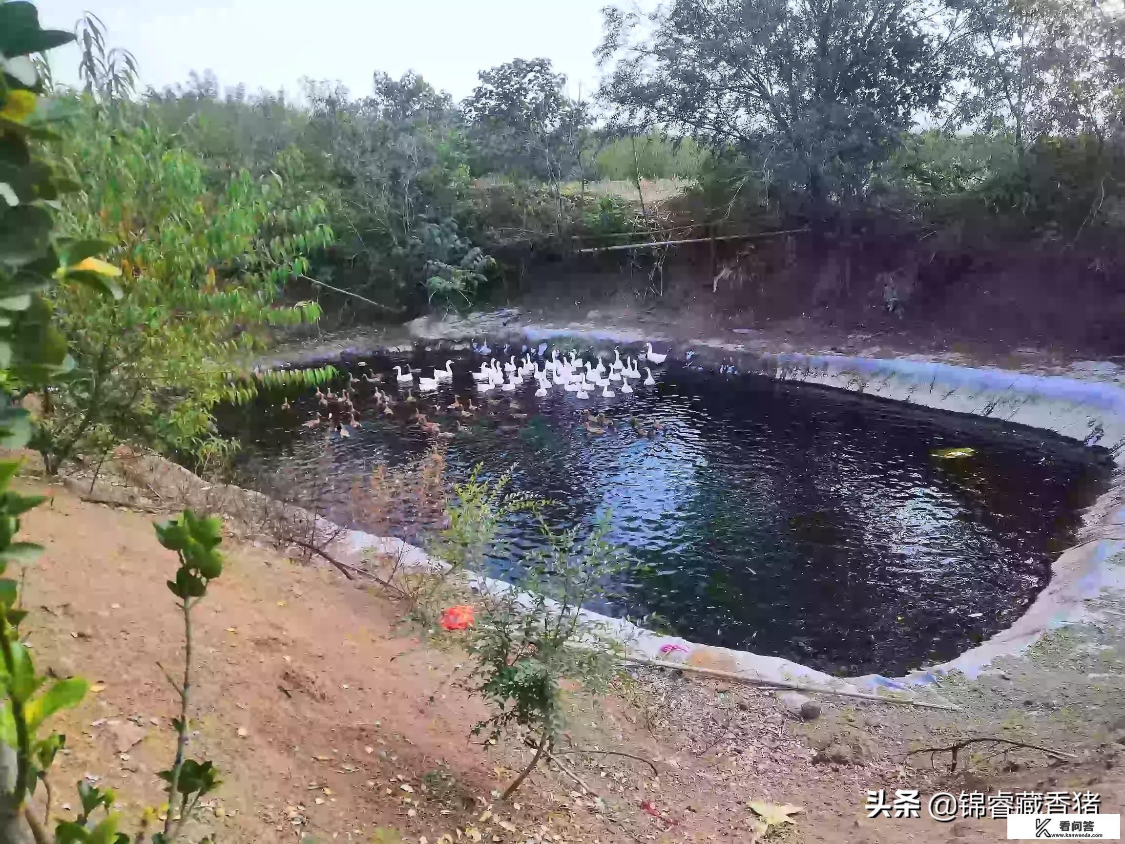 在自己老家养殖鸡鸭鹅，要怎么找营销渠道