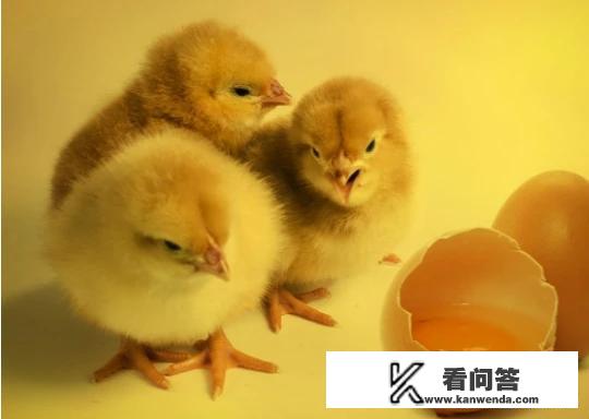 chick和chicken什么区别