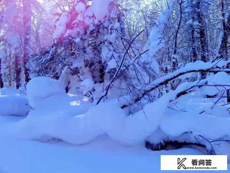 新闻屡次曝光雪乡宰客事件，去雪乡旅游能有多坑