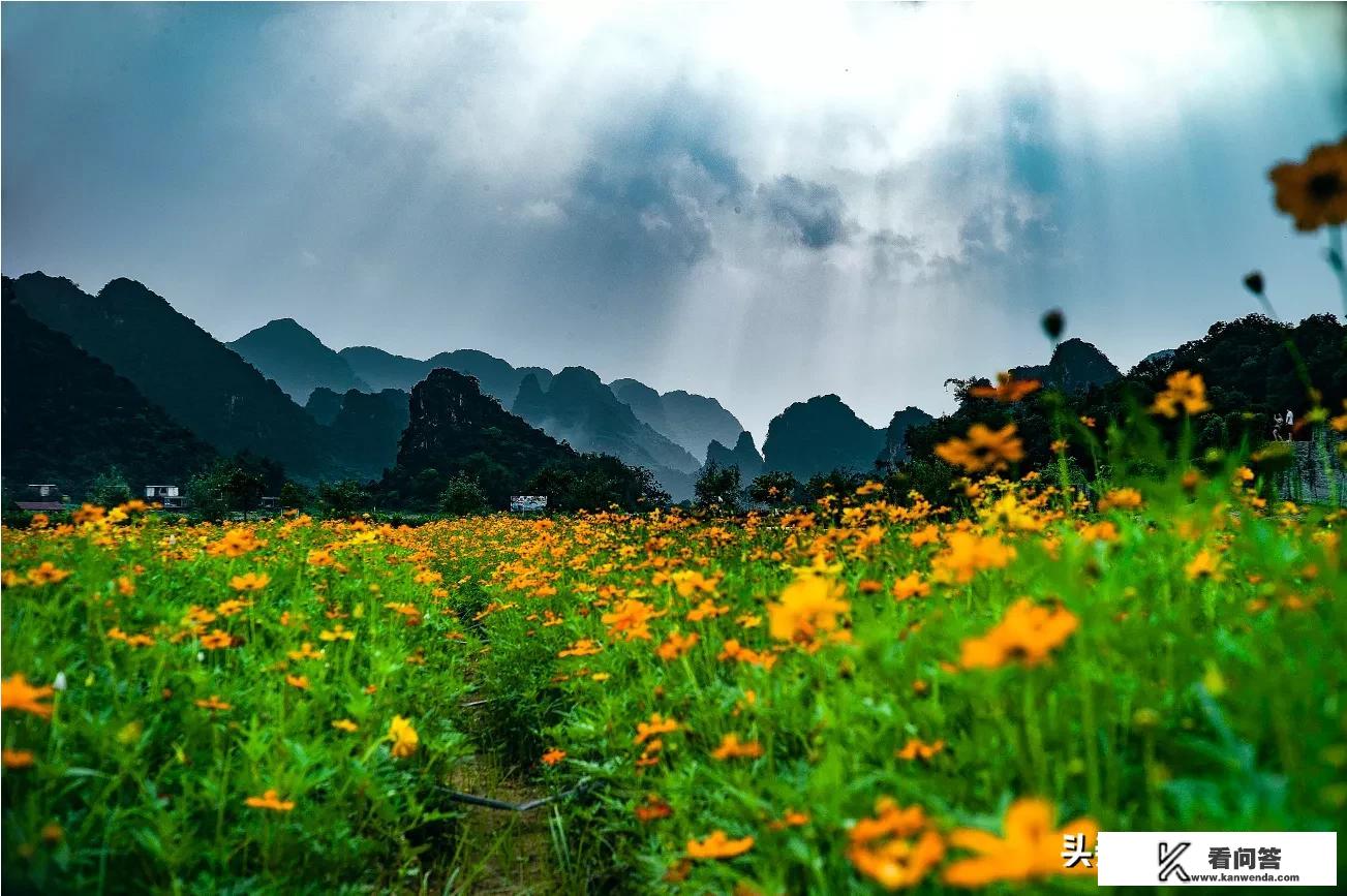 赏油菜花穿什么衣服好