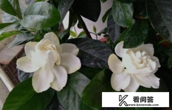 栀子花盆栽怎么养？栀子花的养殖方法