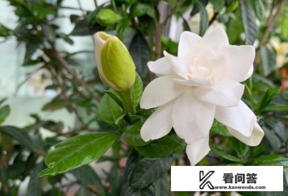 栀子花盆栽怎么养？栀子花的养殖方法