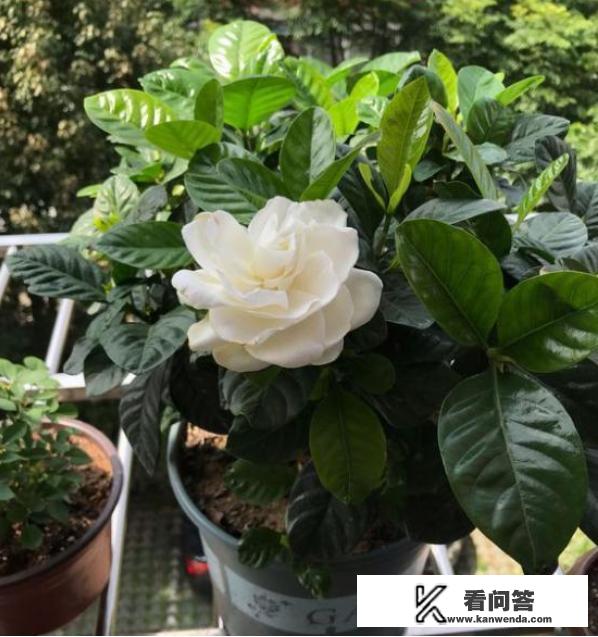 栀子花盆栽怎么养？栀子花的养殖方法