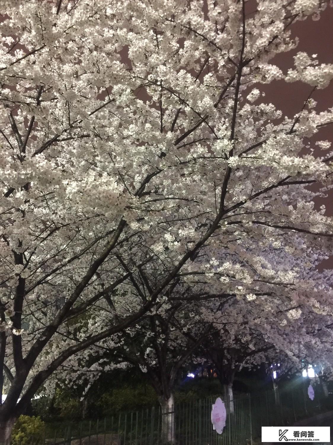 难忘的樱花之旅