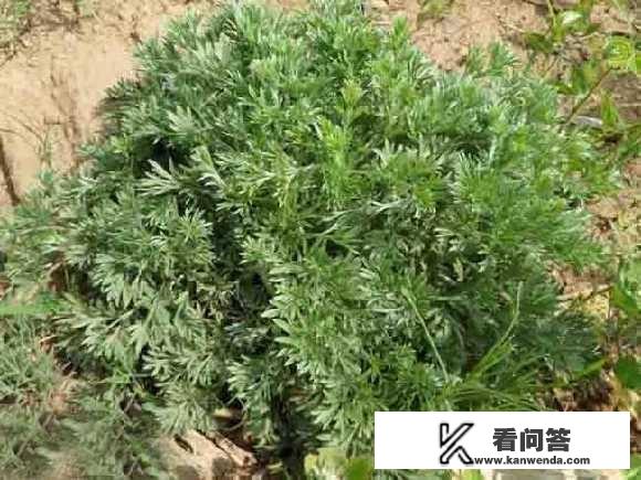 白篙菜能吃吗，有什么好处