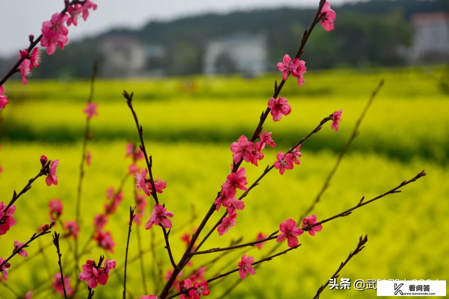 疫情结束后，你打算怎样规划你的旅行计划