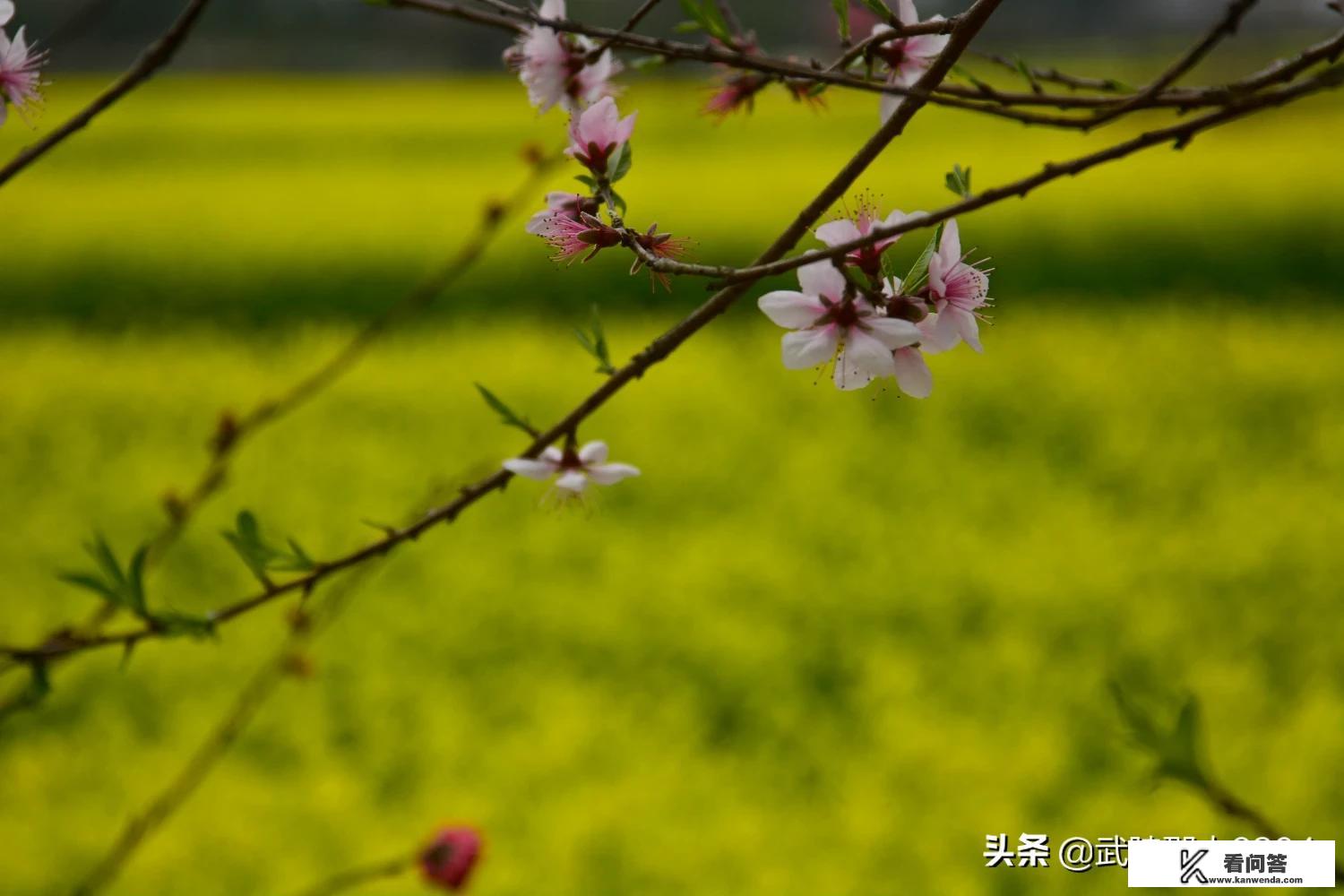 疫情结束后，你打算怎样规划你的旅行计划