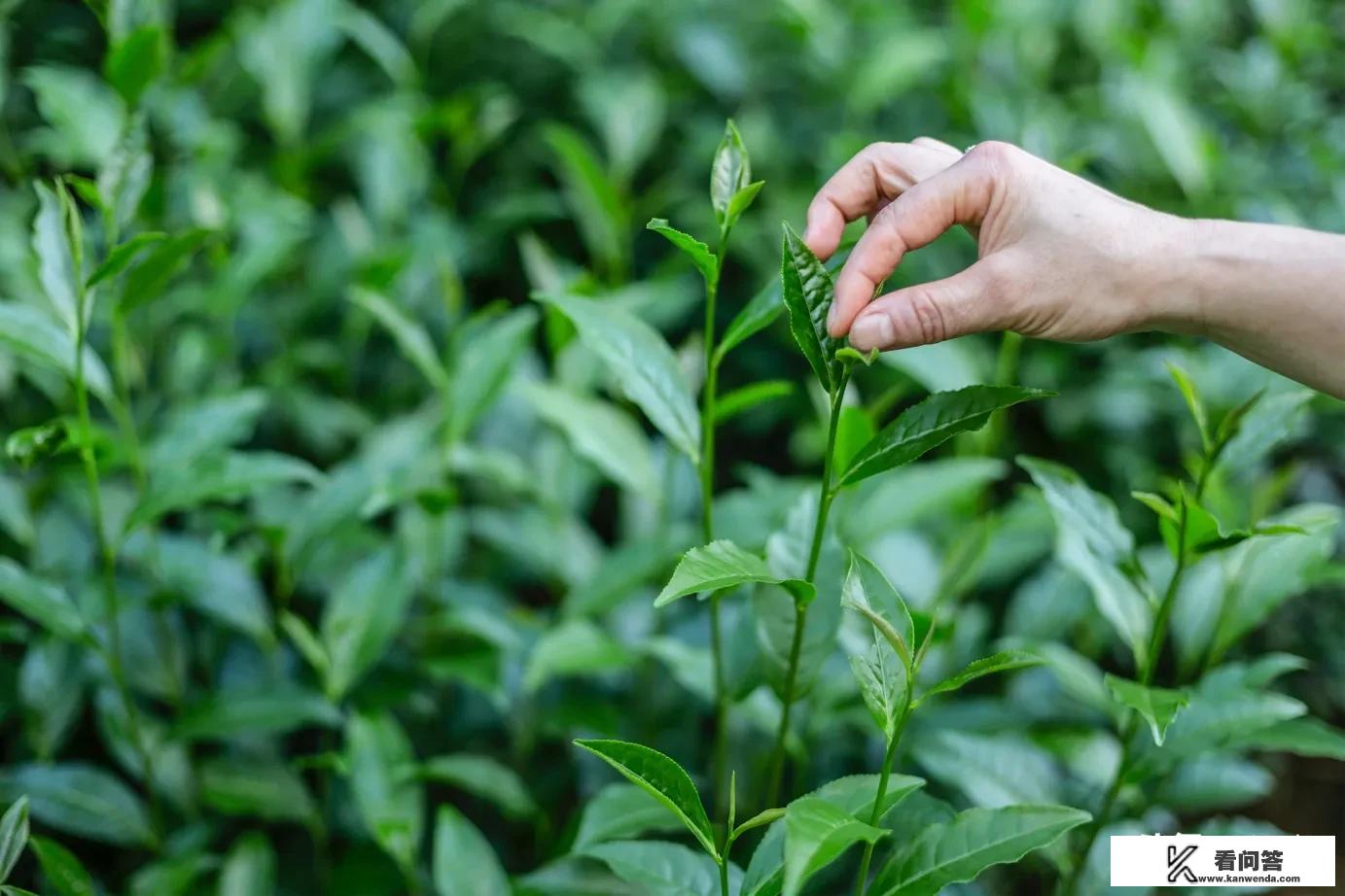 长期喝普洱茶对肝有损害吗？