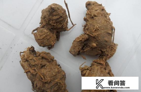 农村栽培的莪术是怎样的植物，有什么用途？