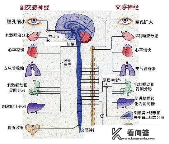 为什么人在紧张的时候会出汗。就比如在看恐怖电影的时候？