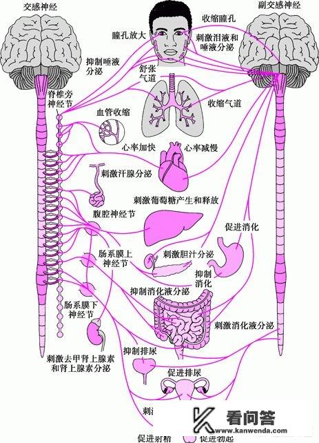 为什么人在紧张的时候会出汗。就比如在看恐怖电影的时候？