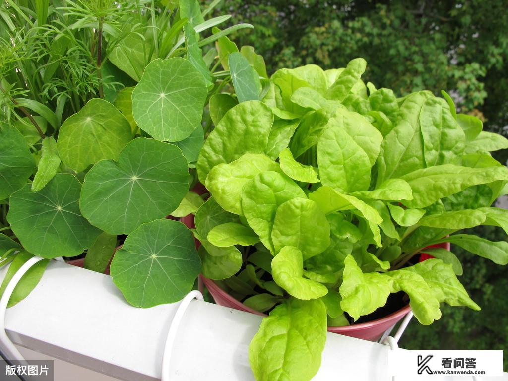 夏天的阳台温度太高了，适合种一些什么叶菜类的蔬菜？