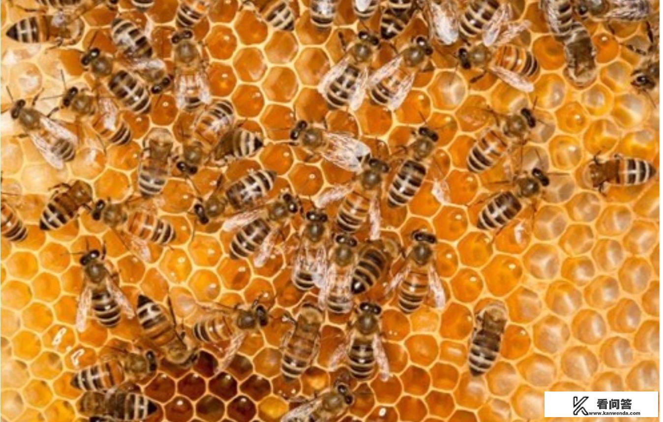 花粉和蜂蜜主要有什么区别？