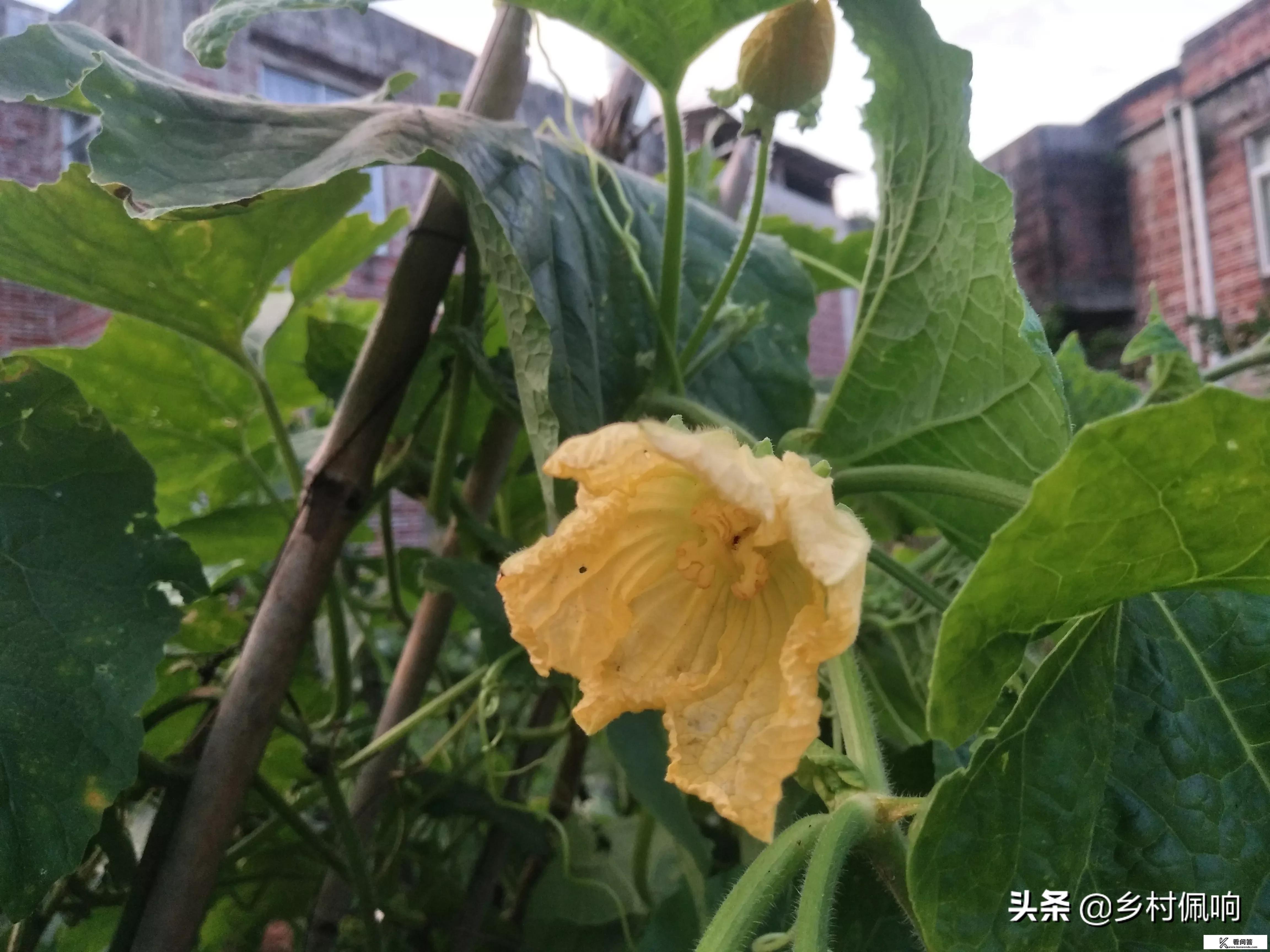 节瓜到底是什么瓜？