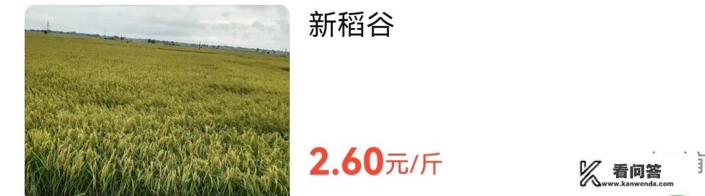 现在新稻谷收购价格多少钱一斤？中秋前后稻谷价格行情走势如何？