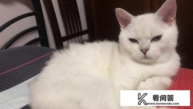 猫的的特点和生活习性是什么？