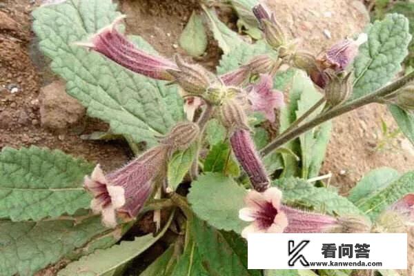 农村的野菜，有哪些看起来好看，其实是有毒或不能用来食用的？