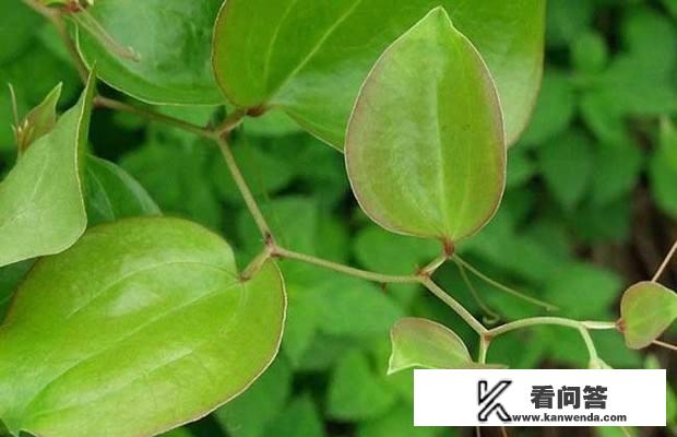 新鲜土茯苓和干土茯苓有什么区别？