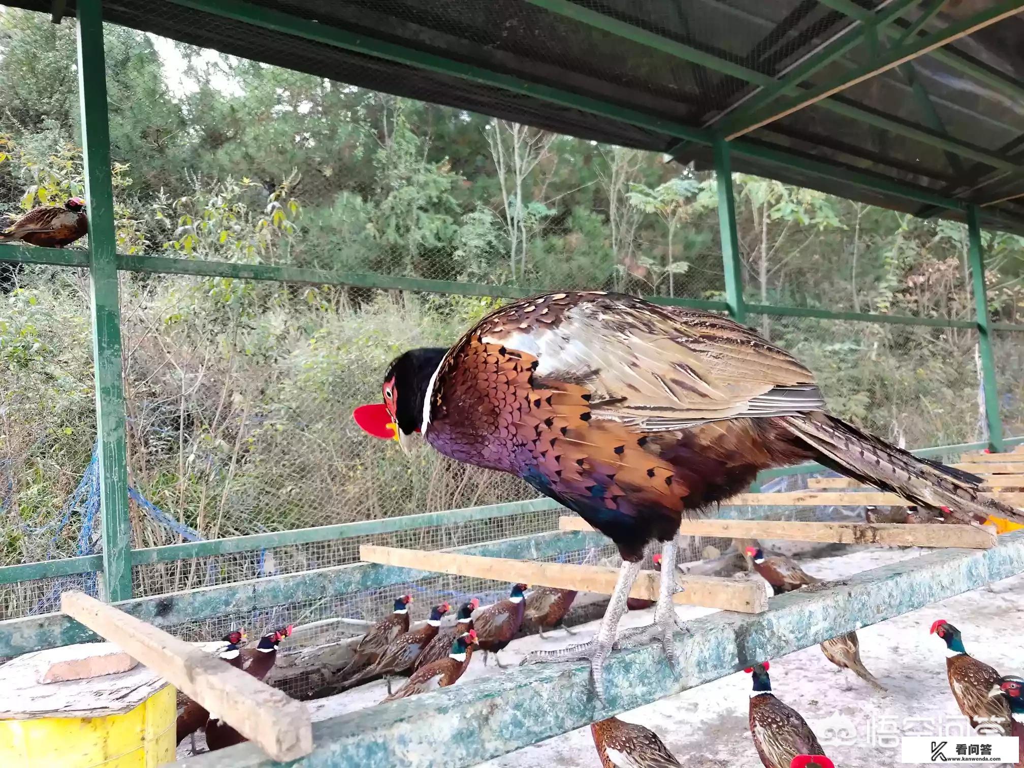 七彩山鸡是野鸡吗？养殖技术要点有哪些？