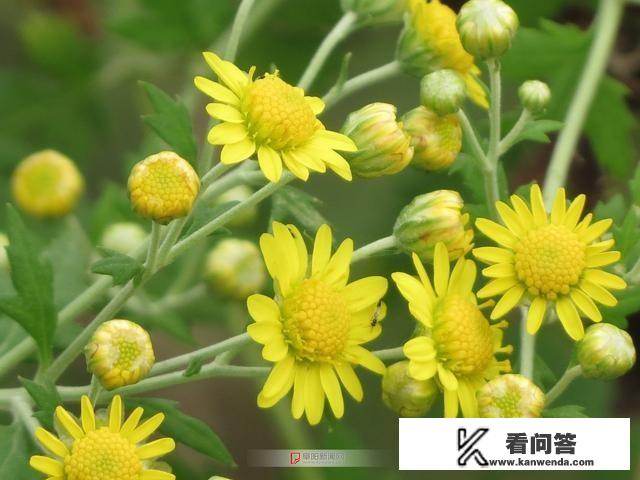 野菊花能够入药吗？