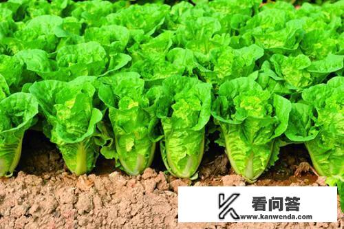 白菜豆腐的营养价值？