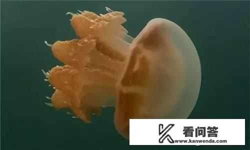 活海蜇的做法及吃法？