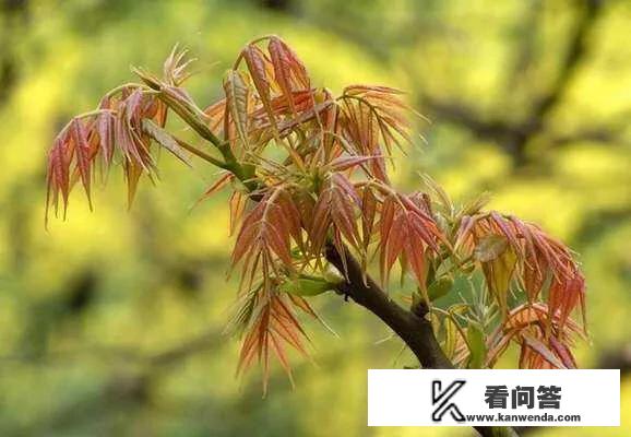 香椿芽冬天价格？