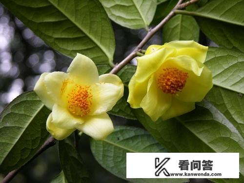 广西野生金花茶的价格？