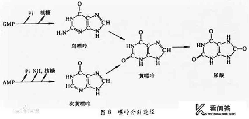 低嘌呤减肥食物有哪些，日常怎么吃