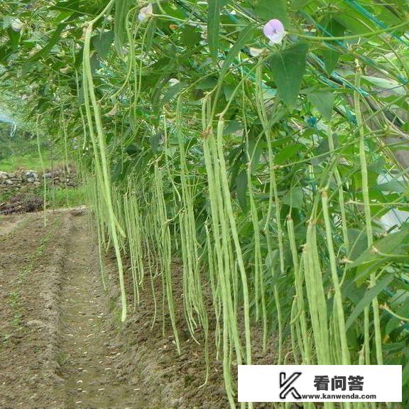 豇豆生长过程中，枝繁叶茂但结豆少怎么回事