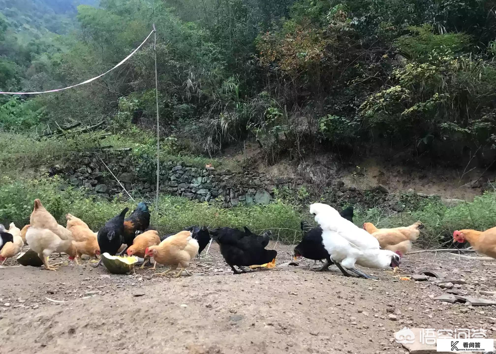 一农户养土鸡，土鸡好养吗？真的能致富吗