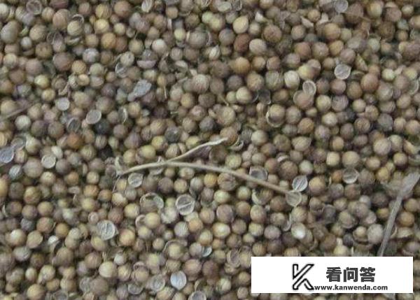 香菜籽怎样播种？