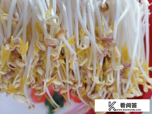 自己在家怎么捂黄豆芽？