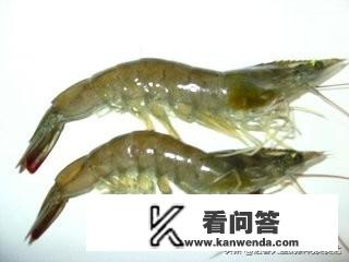 海鲜通常指的是生活在海洋、湖泊或淡水中的各种水生生物，它们不仅包括鱼类、虾类和贝类，还涵盖许多其他种类的动物，海鲜因其独特的鲜美味道而广受欢迎，这种味道主要来源于其体内丰富的氨基酸。