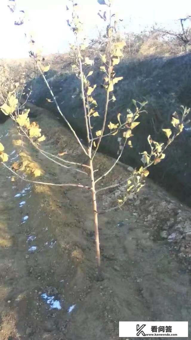 苹果树怎样能结出优质苹果？你知道苹果园的基础建设有多重要吗？